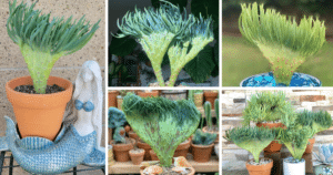 Add A Touch Of Magic with Mermaid Tail Succulent: Your New Must-Have Plant!