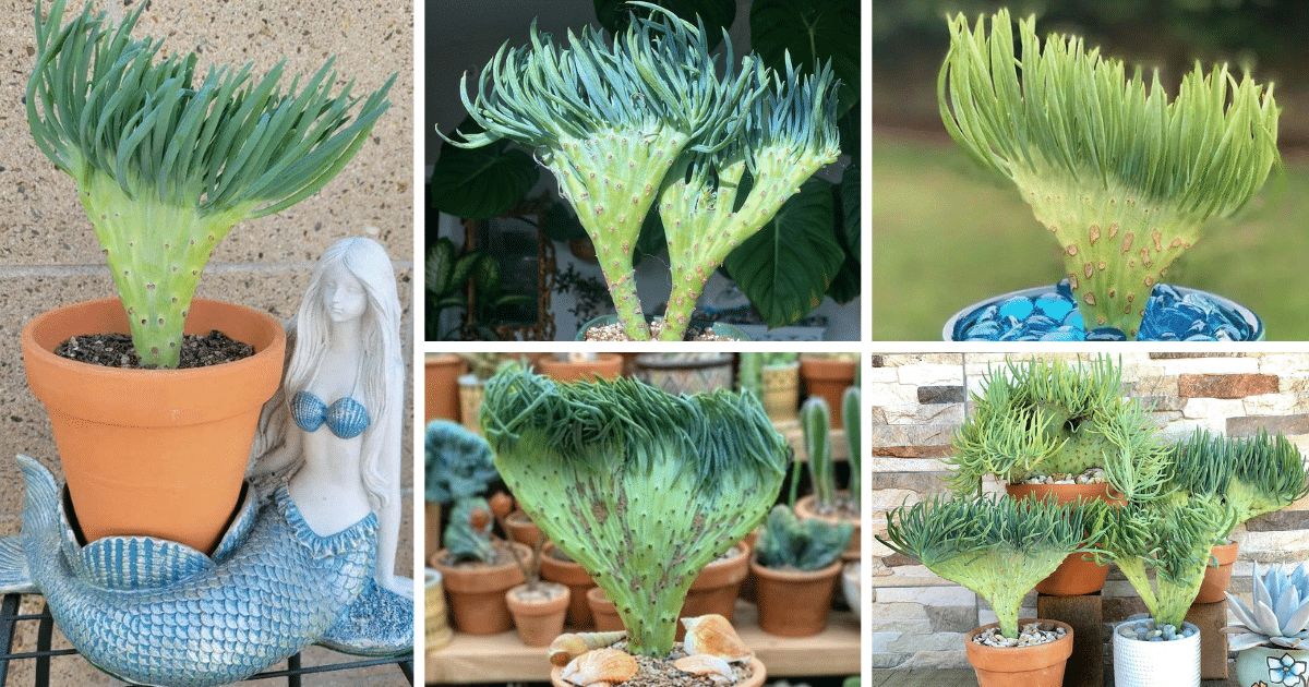 Add A Touch Of Magic with Mermaid Tail Succulent: Your New Must-Have Plant!
