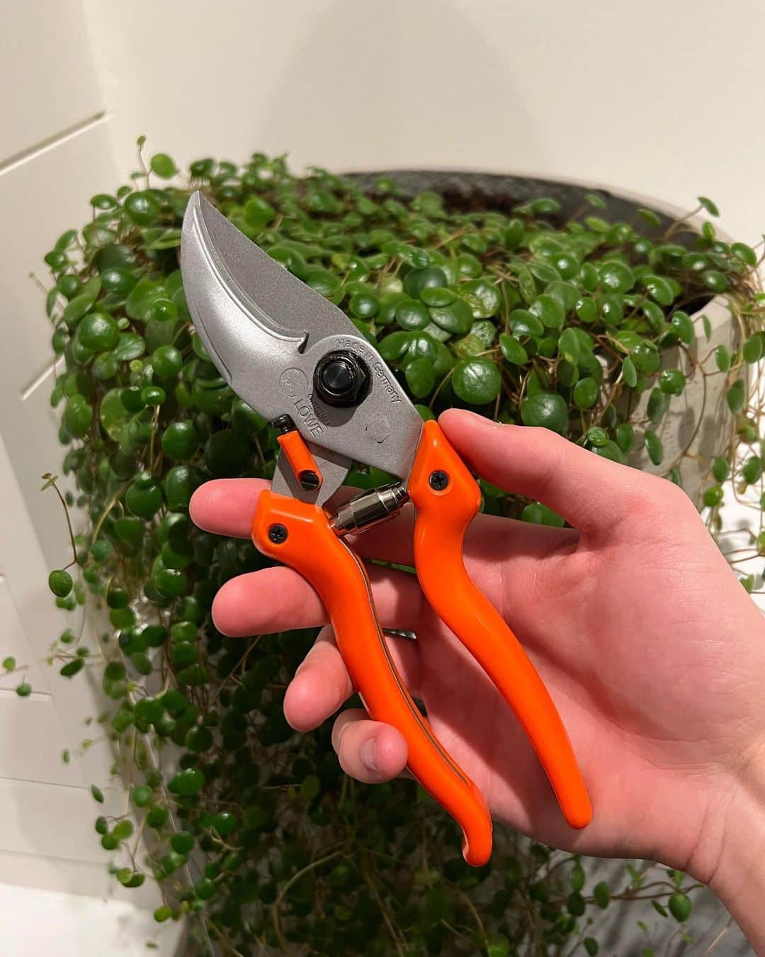 Top Succulent Care Tools: Clippers, Tweezers, and More