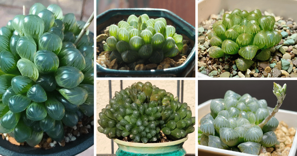 Discover The Charm Of Haworthia Cooperi: A Guide To Care And Cultivation