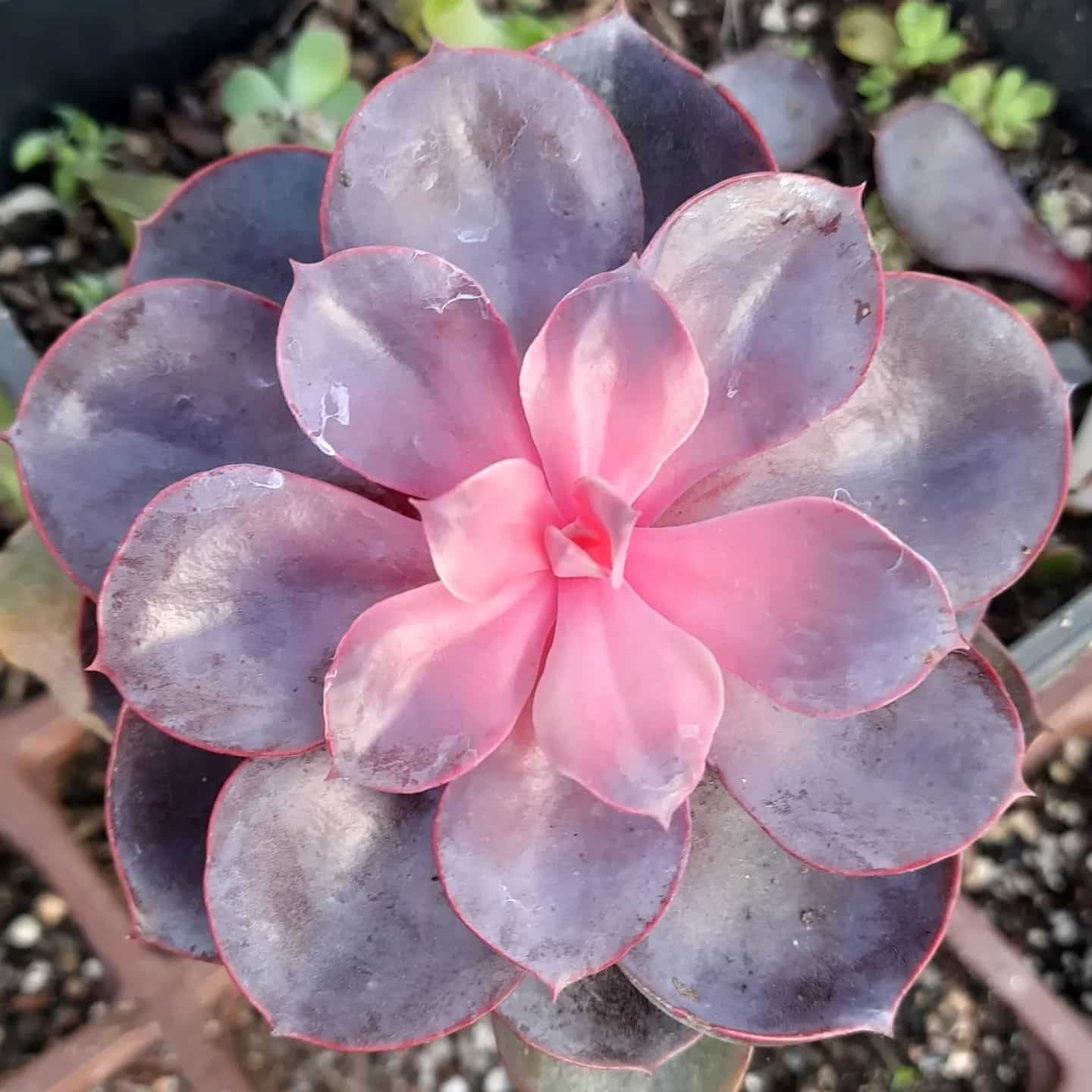 Echeveria Purple Pearl