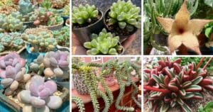 Enchant Your Home With These 12 Rare And Magical Succulents!