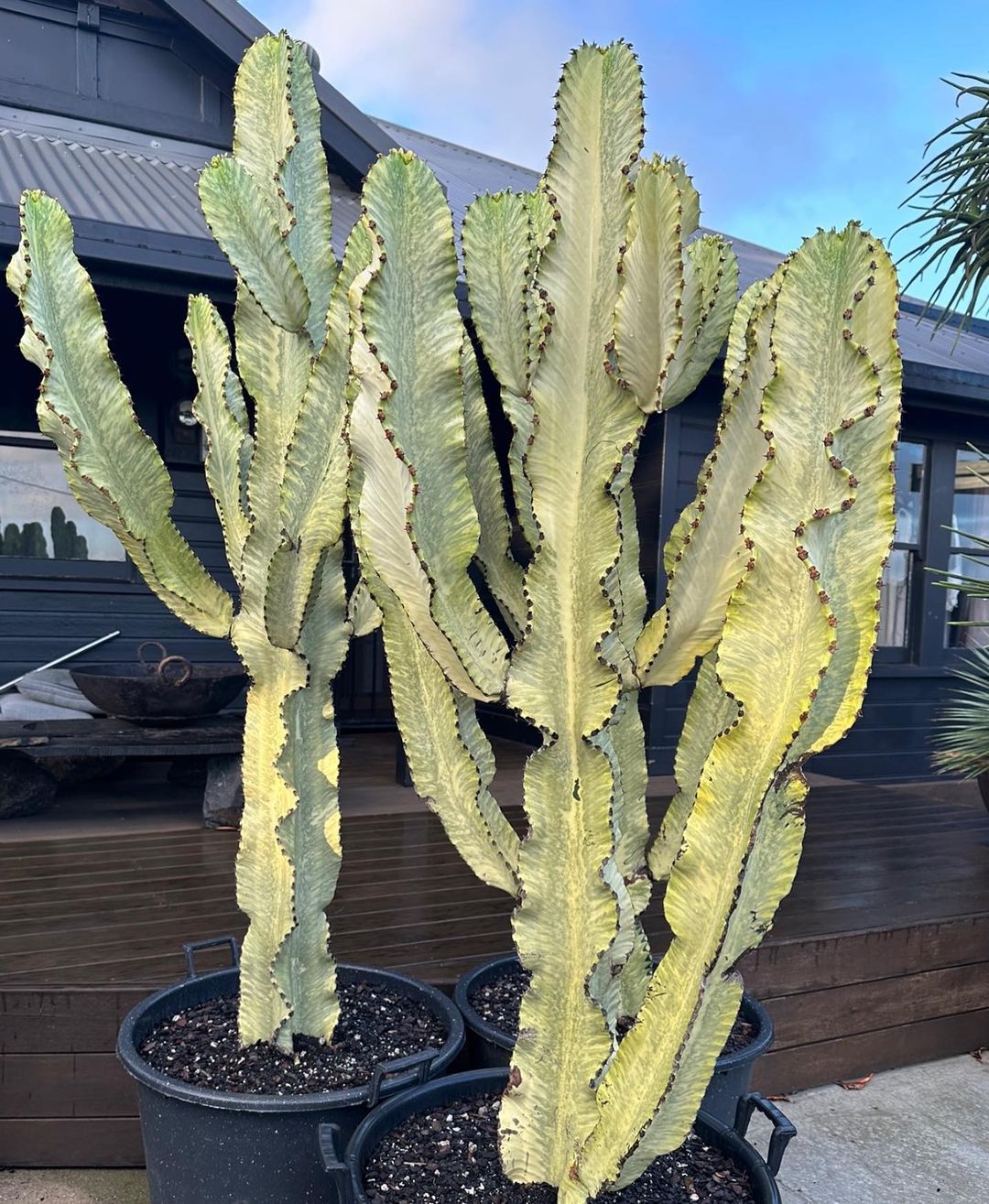 Euphorbia Ammak (Snake Cactus)
