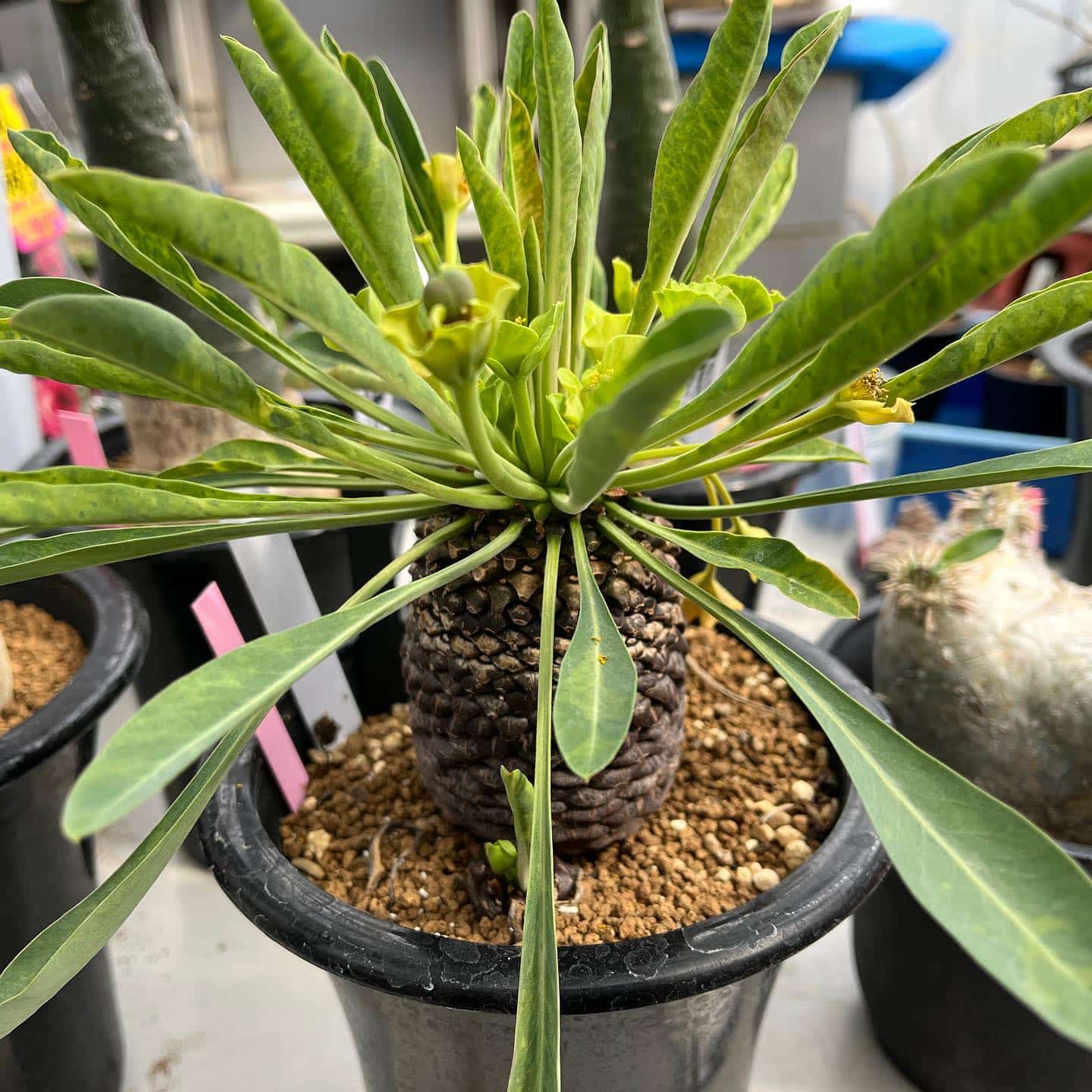 Euphorbia Bupleurifolia (Pineapple Plant)