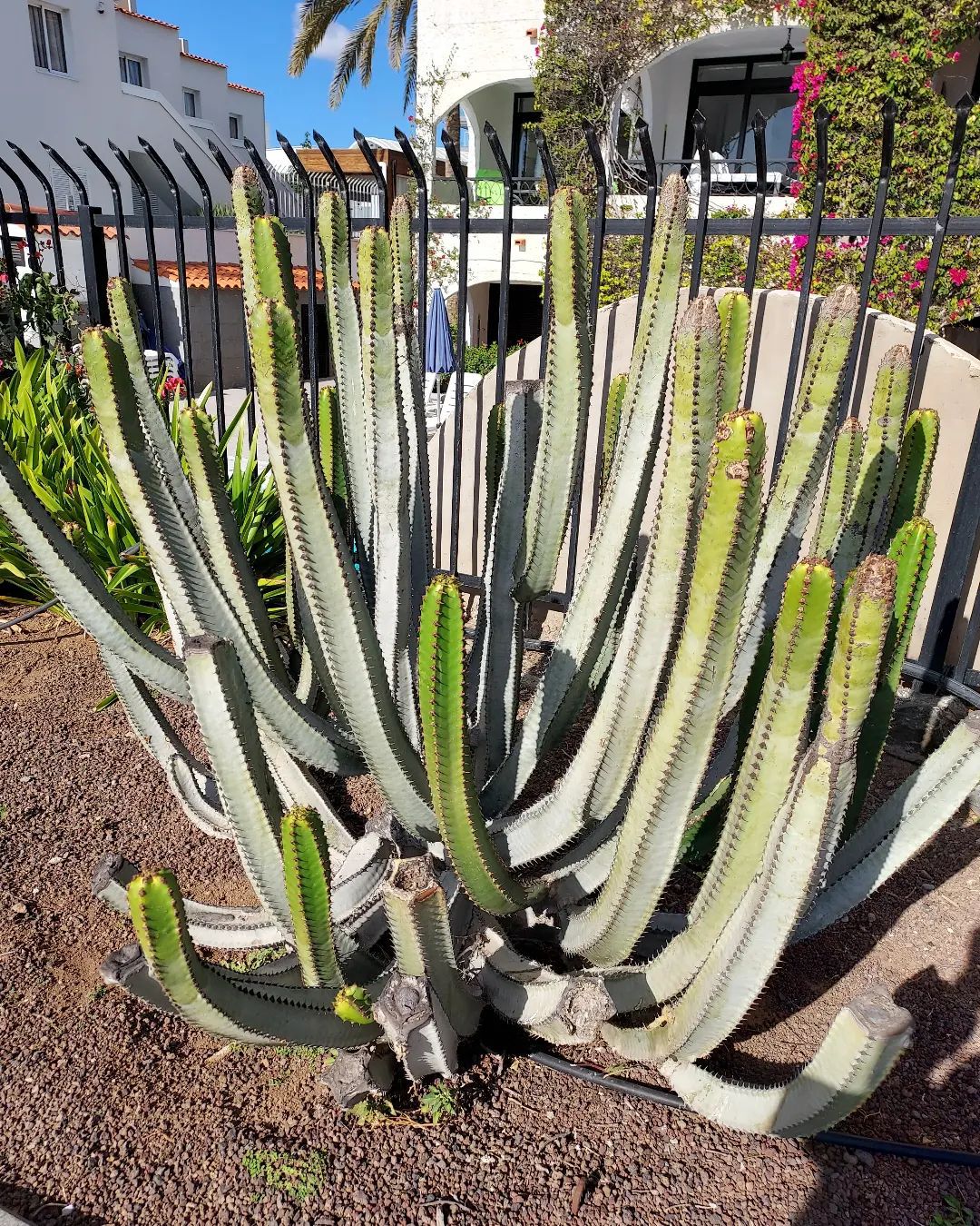 Euphorbia Canariensis (Canary Island Spurge)