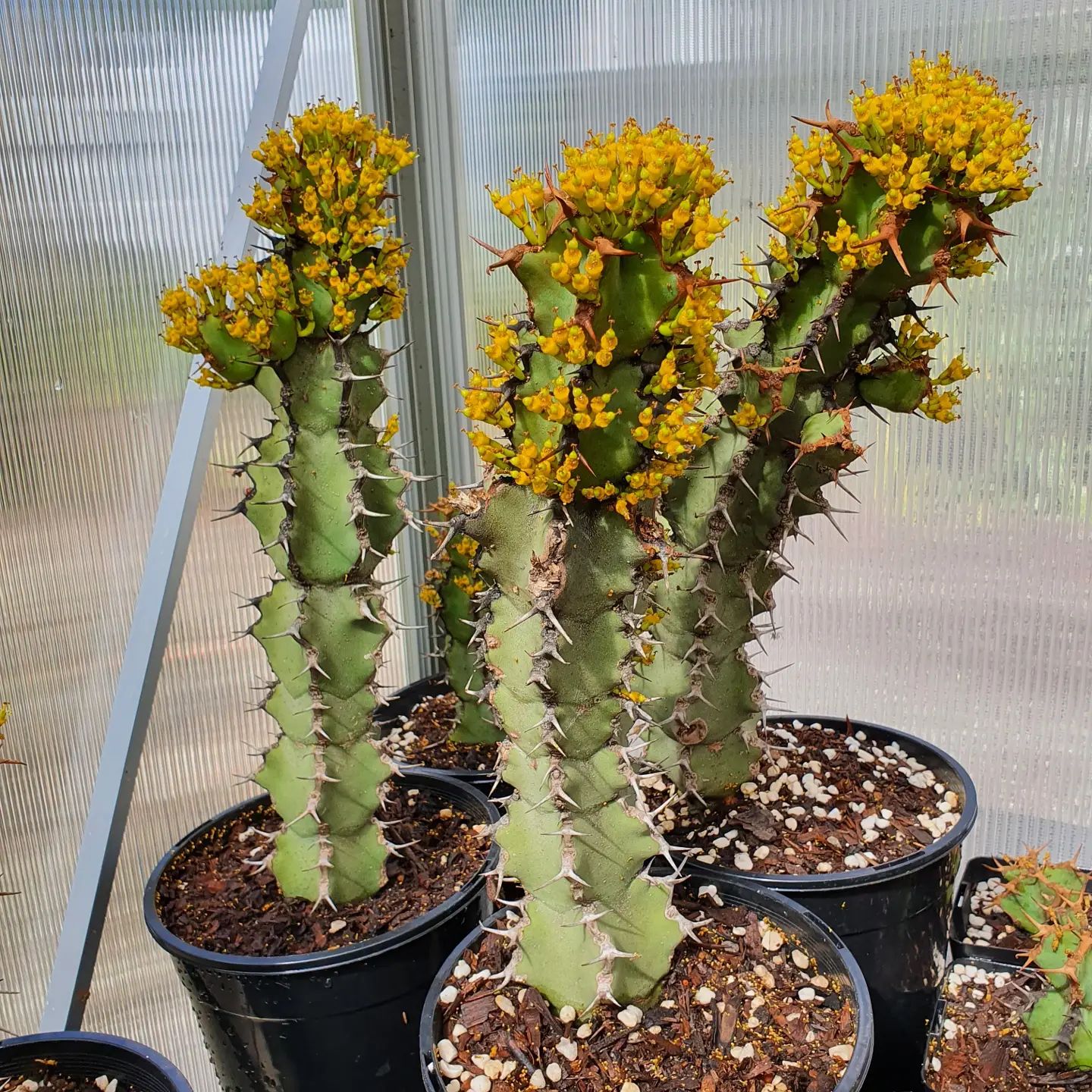 Euphorbia Coerulescens (Blue Spurge)
