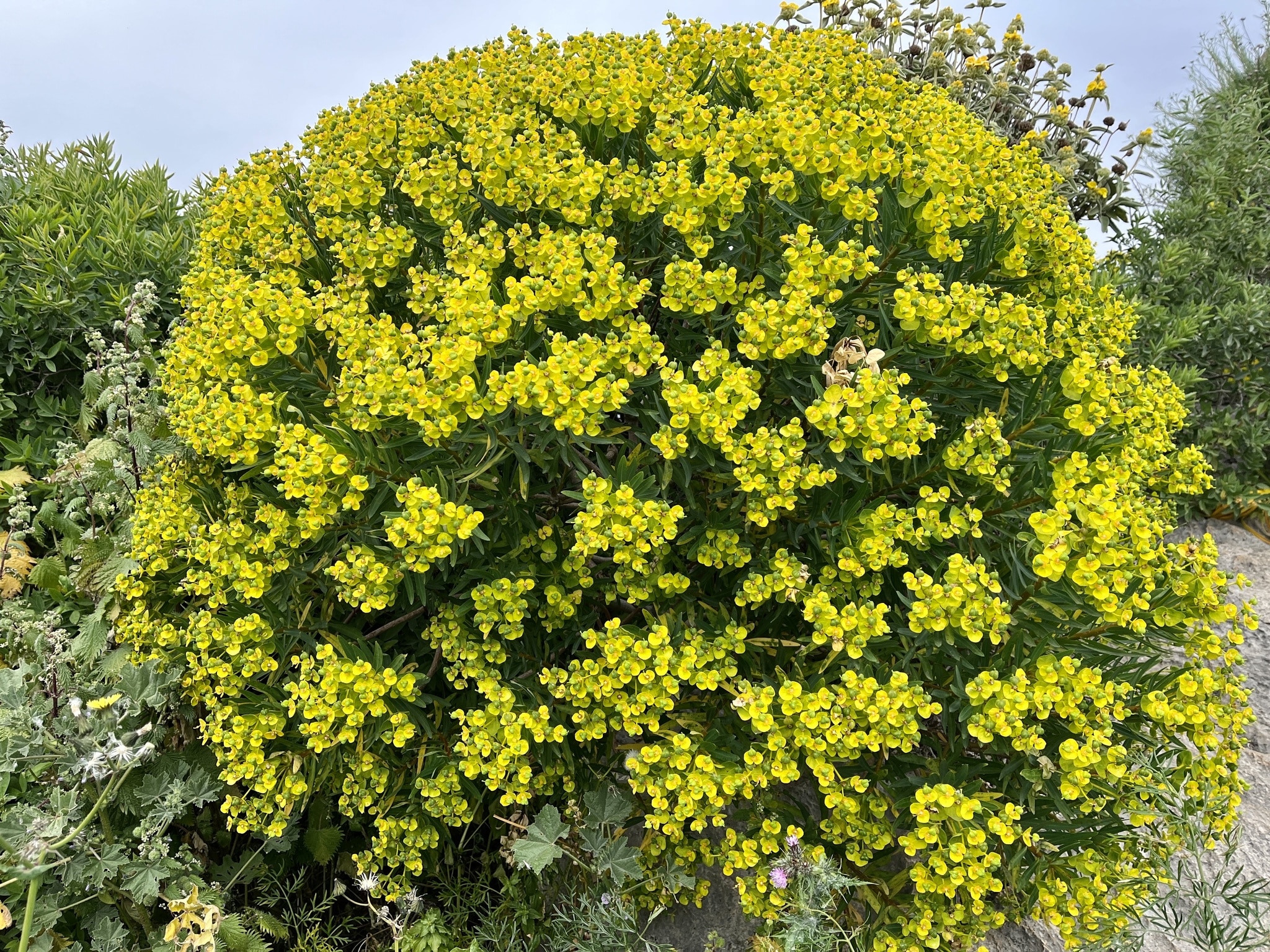 Euphorbia Dendroides (Tree Spurge)