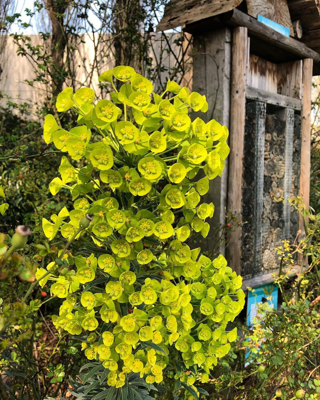 Euphorbia Esula (Leafy Spurge)