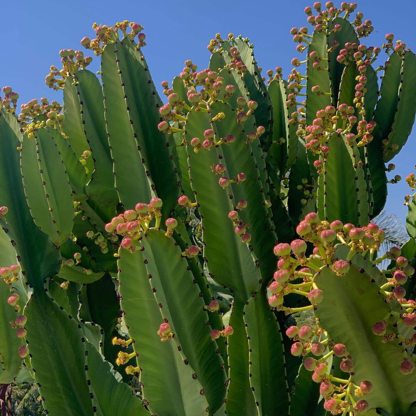 Euphorbia Ingens (Candelabra Tree)