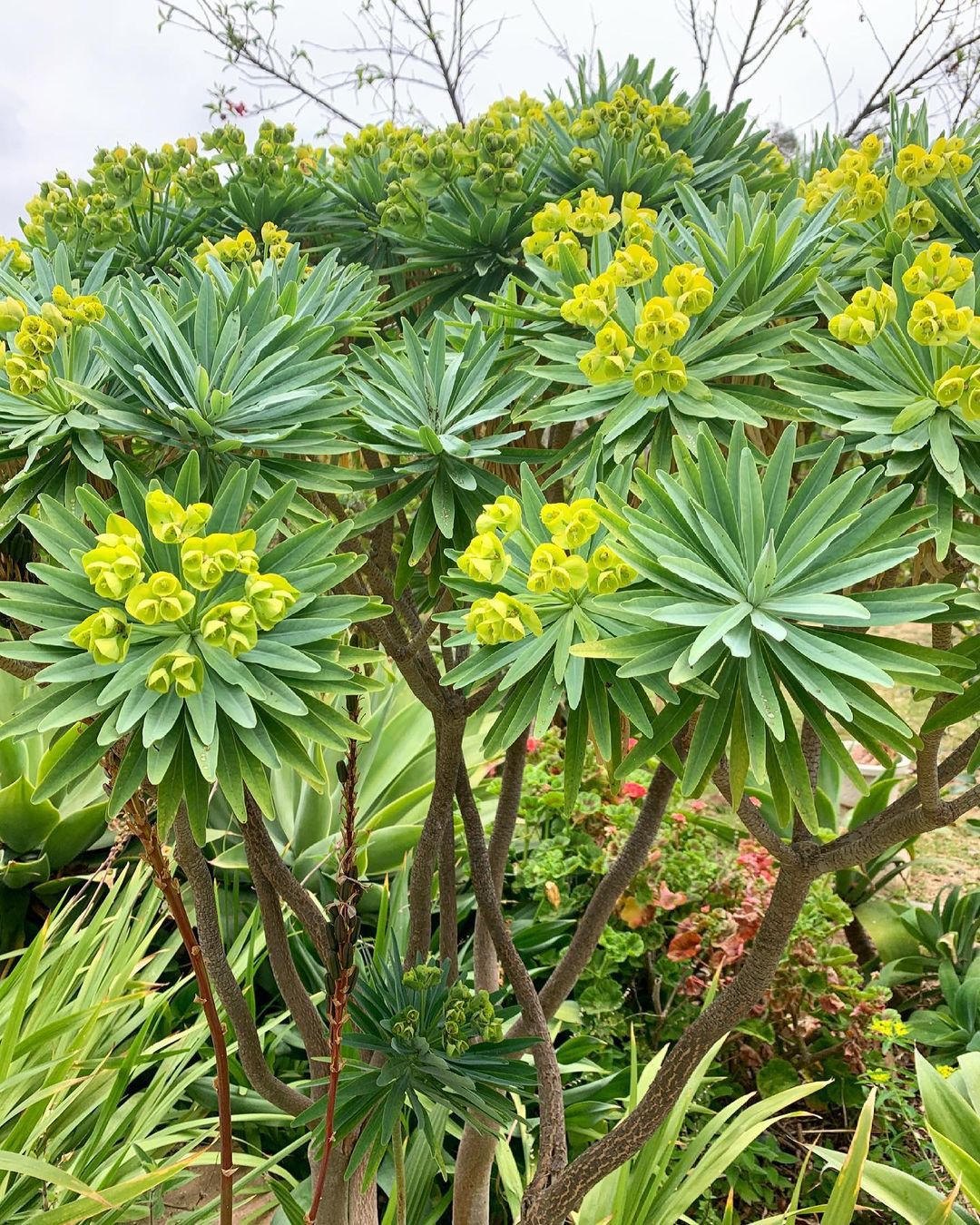 Euphorbia Lambii (Tree Spurge)