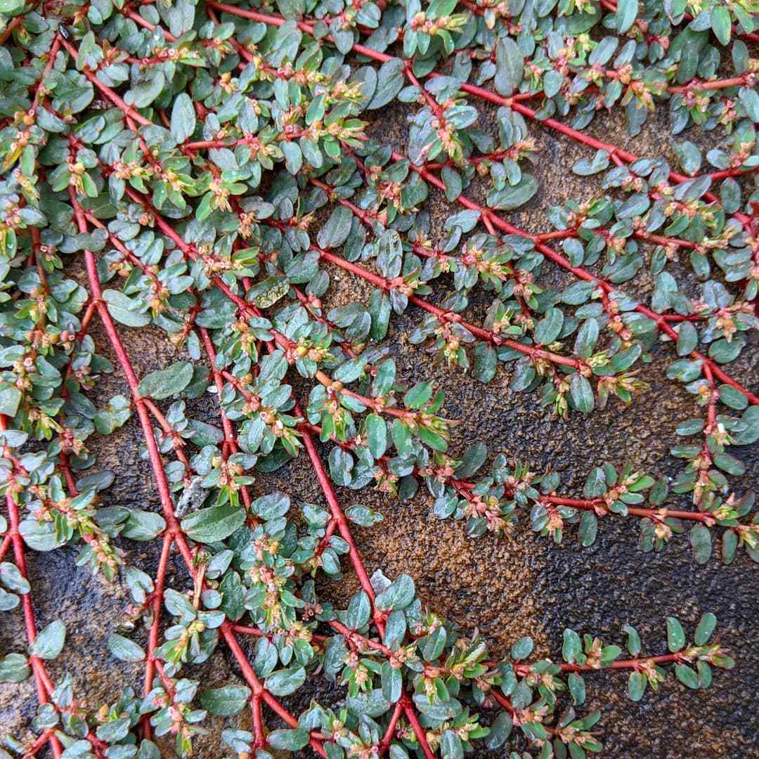 Euphorbia Maculata (Spotted Spurge)