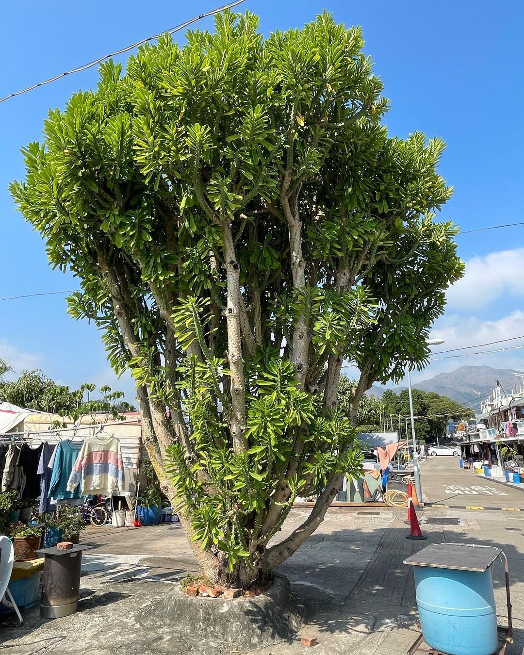Euphorbia Neriifolia (Indian Spurge Tree)
