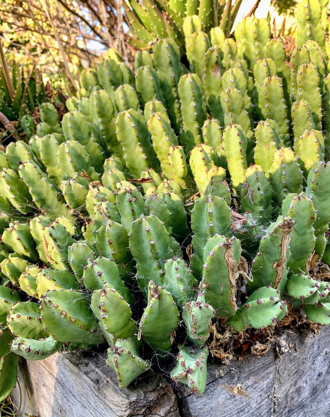 Euphorbia Resinifera (Resin Spurge)