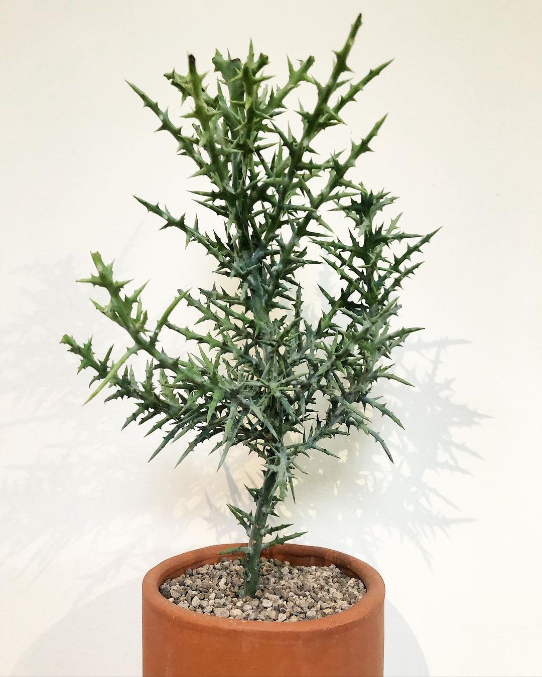 Euphorbia Stenoclada (Candelabra Plant)