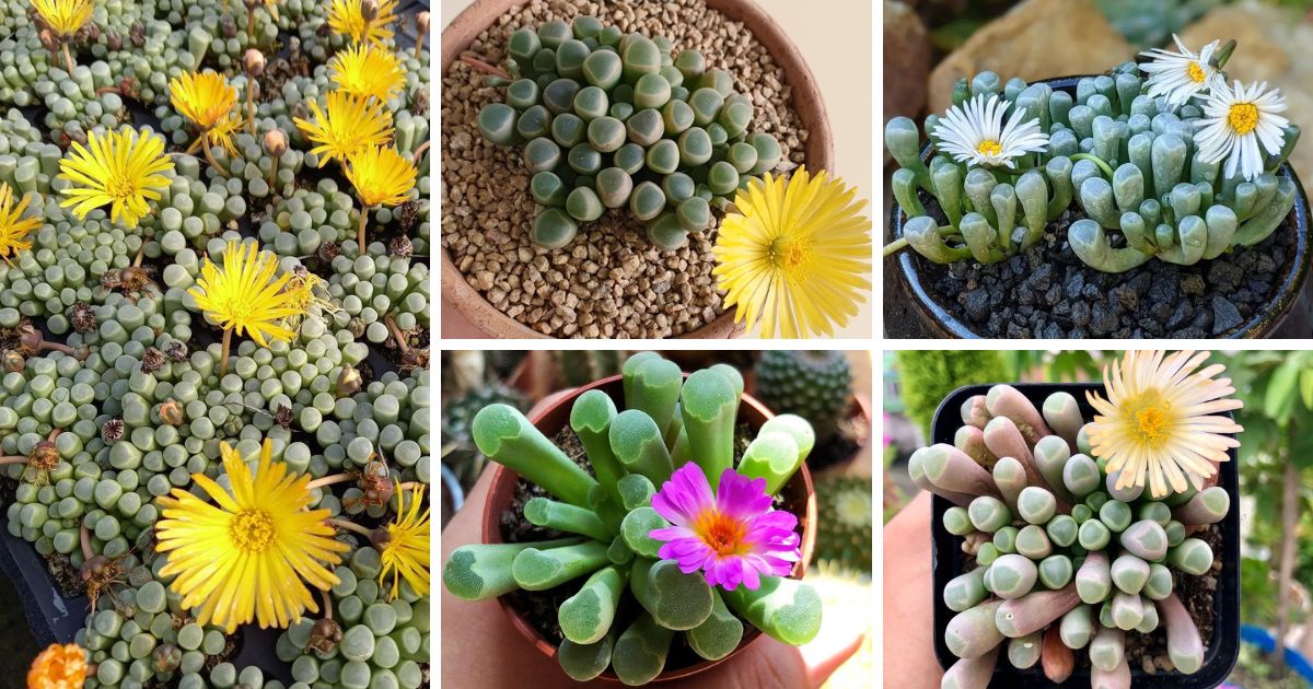 Fenestraria The Baby Toe Succulent You Need In Your Life!
