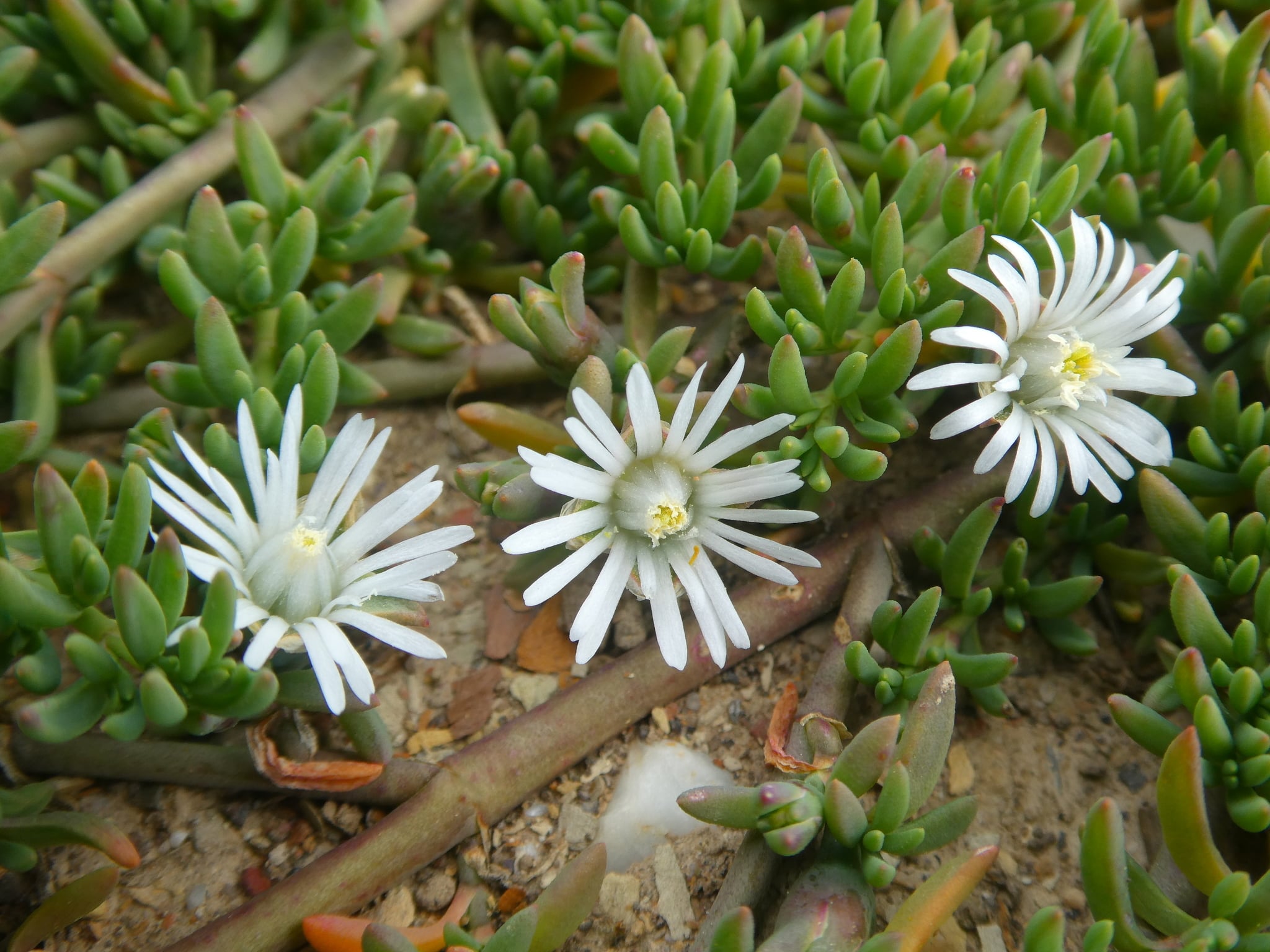 Mesembryanthemum Parviflorum