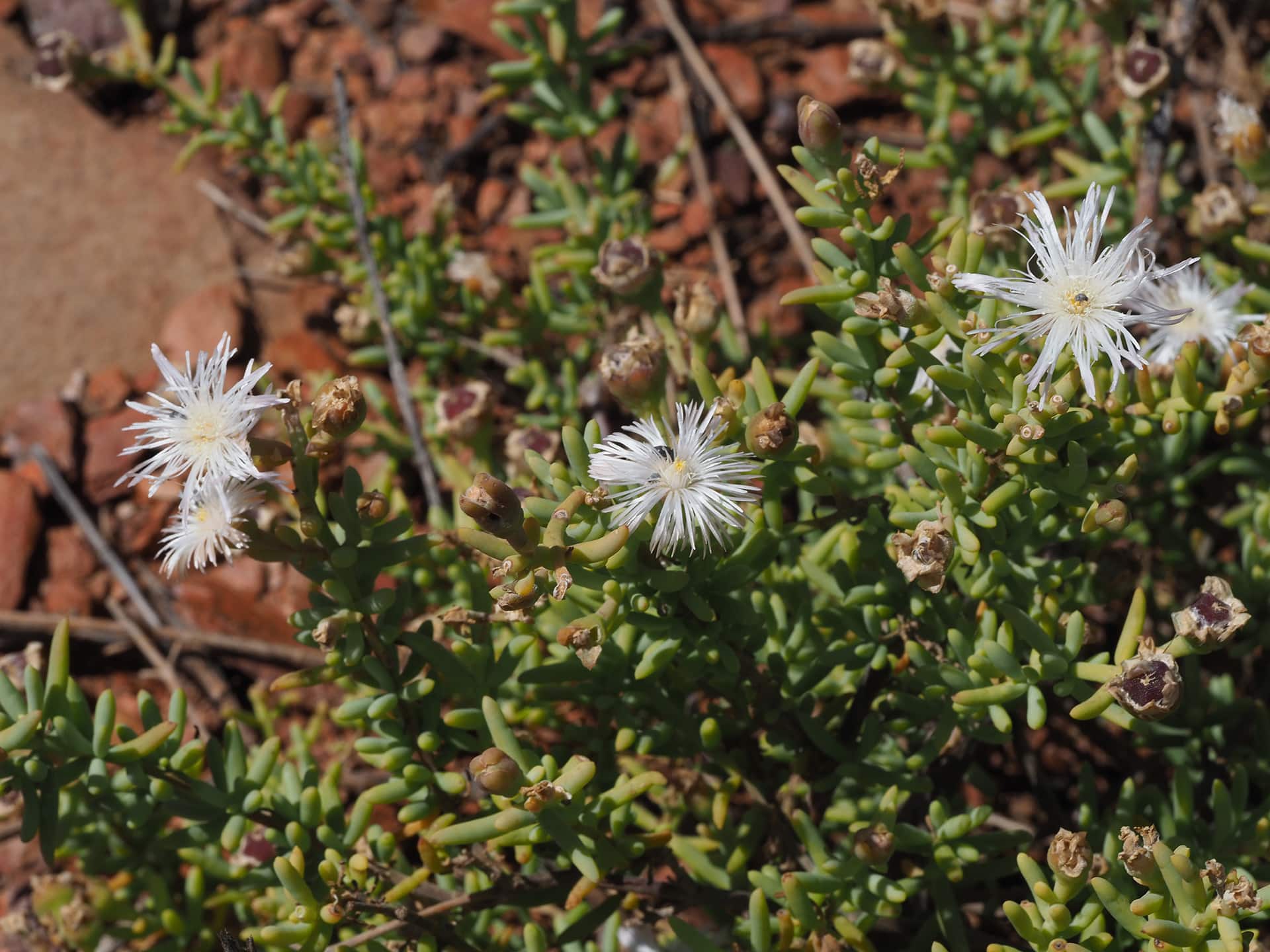 Mesembryanthemum Splendens