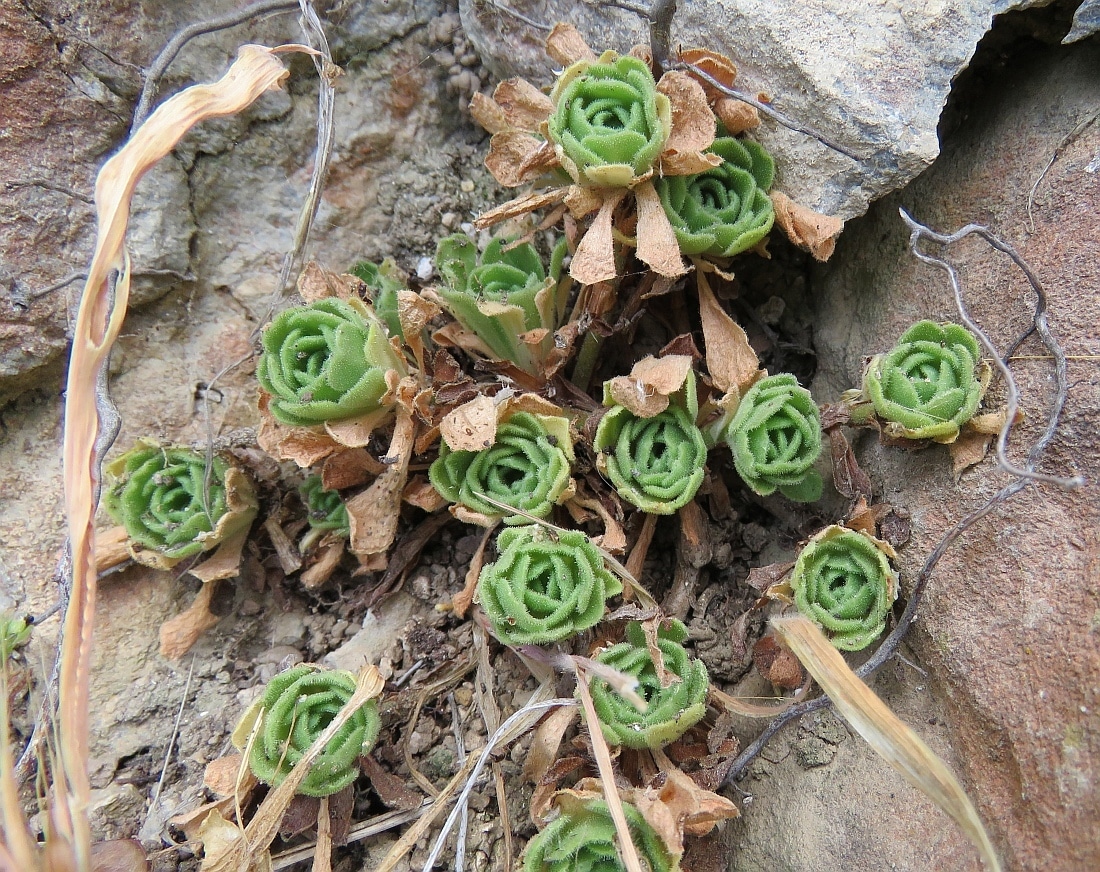 Rosularia Globulariifolia