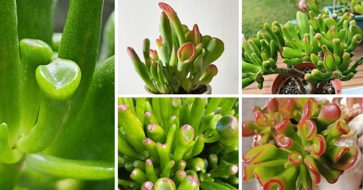 Shrek Ear Succulent: The Ideal Houseplant For Beginner Gardeners
