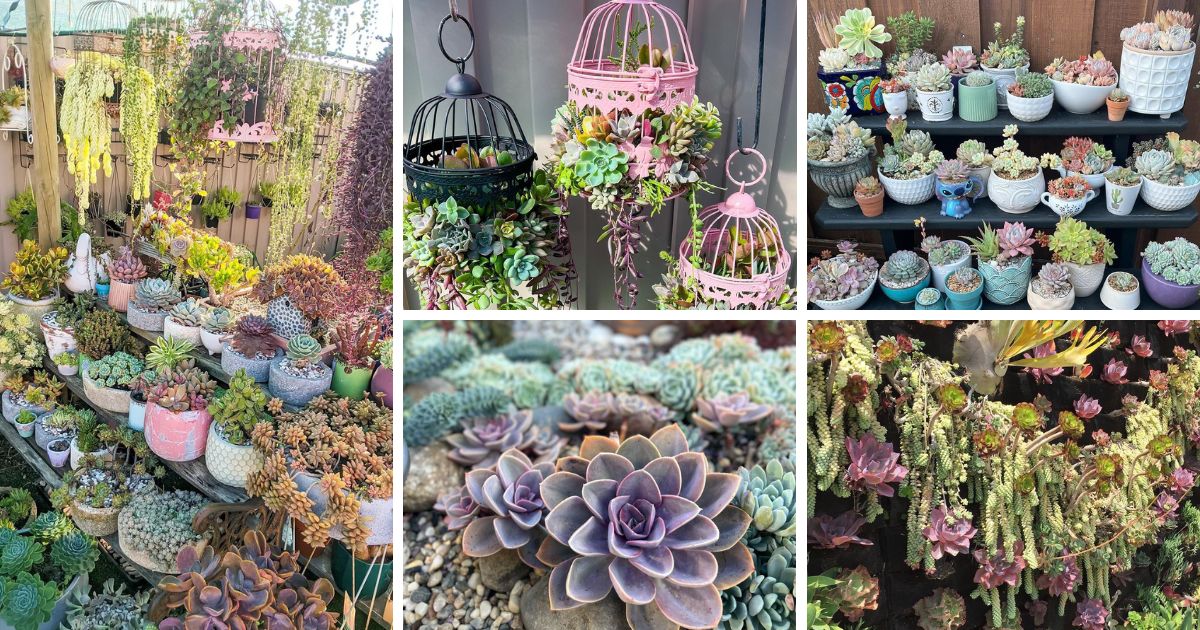 Stunning Succulent Landscaping Ideas For Your Front Yard!