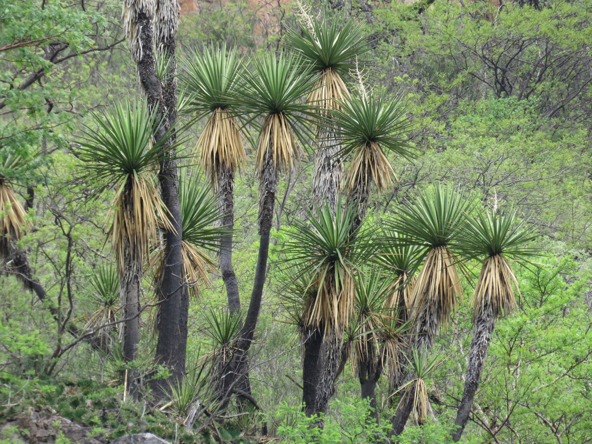 Yucca Jaliscensis