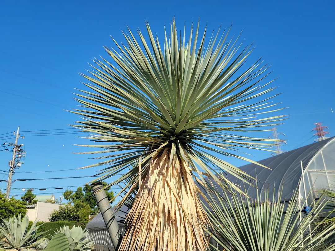 Yucca Thompsoniana
