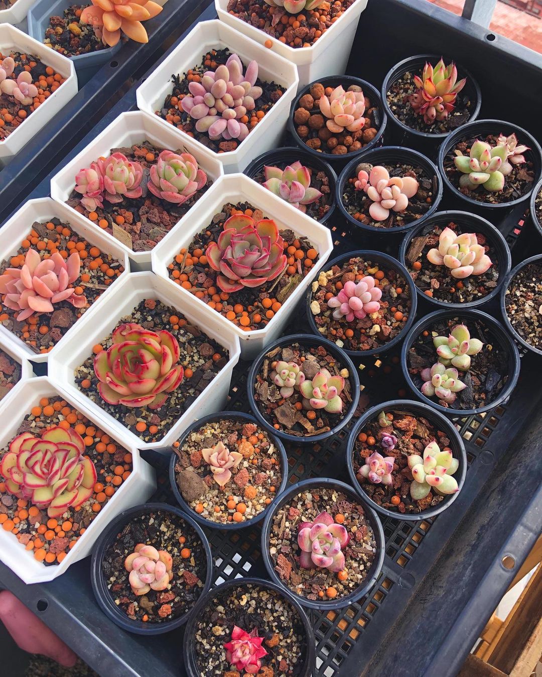 Growing Succulents From Seed: Tips For Success