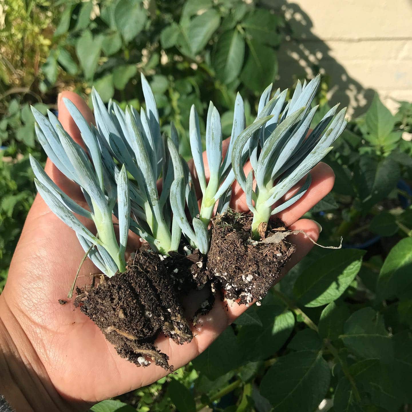 Ultimate Chalk Stick Succulent Care Guide: Watering and Soil Tips