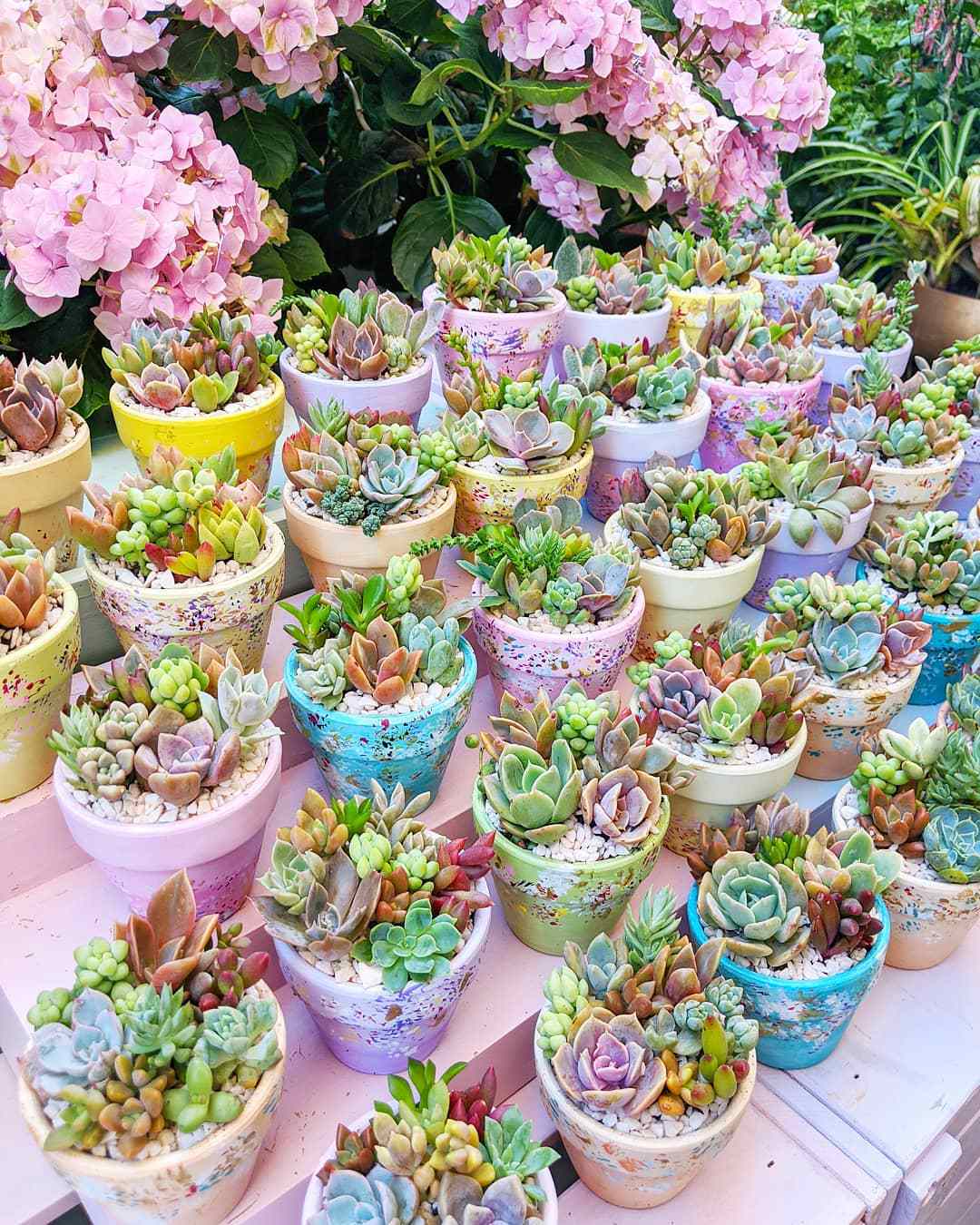 Succulent Care In Small Spaces: Tips For Apartment Dwellers