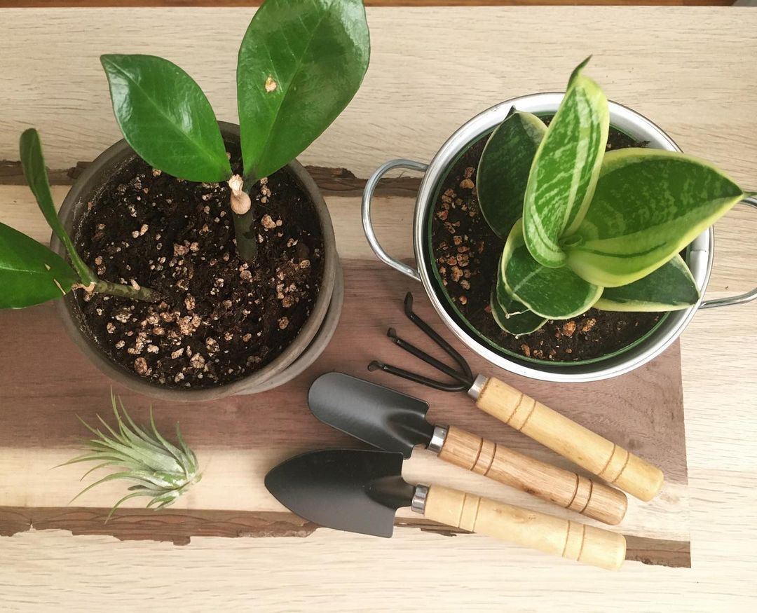 Top 10 Interesting Facts About Top Succulent Care Tools