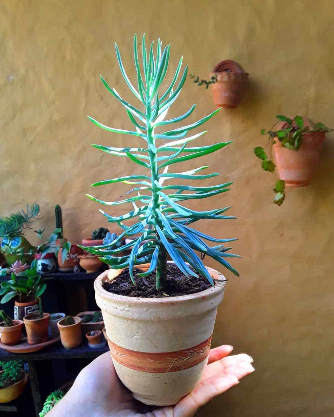 Top 10 Interesting Facts About Chalk Stick Succulent