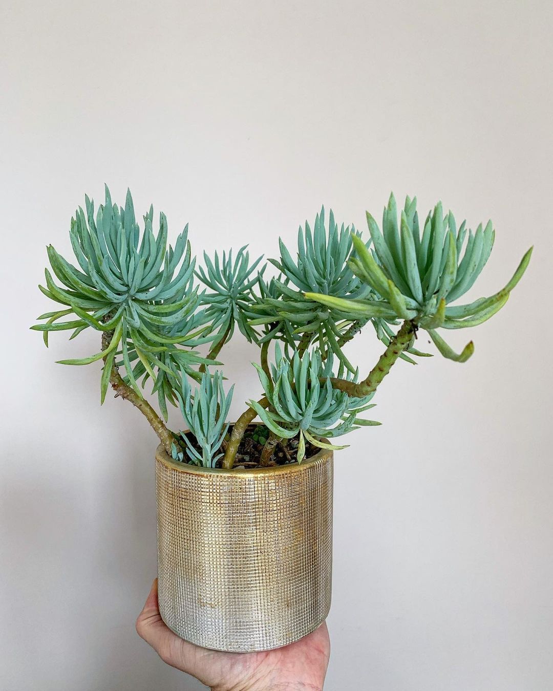 Ultimate Chalk Stick Succulent Care Guide: Watering and Soil Tips