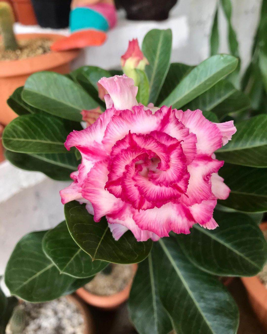 Top 5 FAQ And Answers About Desert Rose