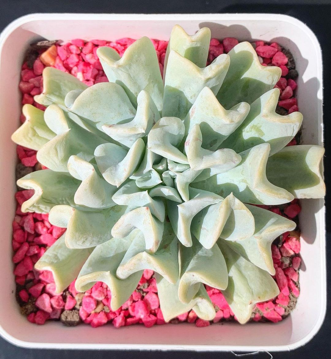 Echeveria Runyonii: The Beautiful Succulent With Pinkish Hues