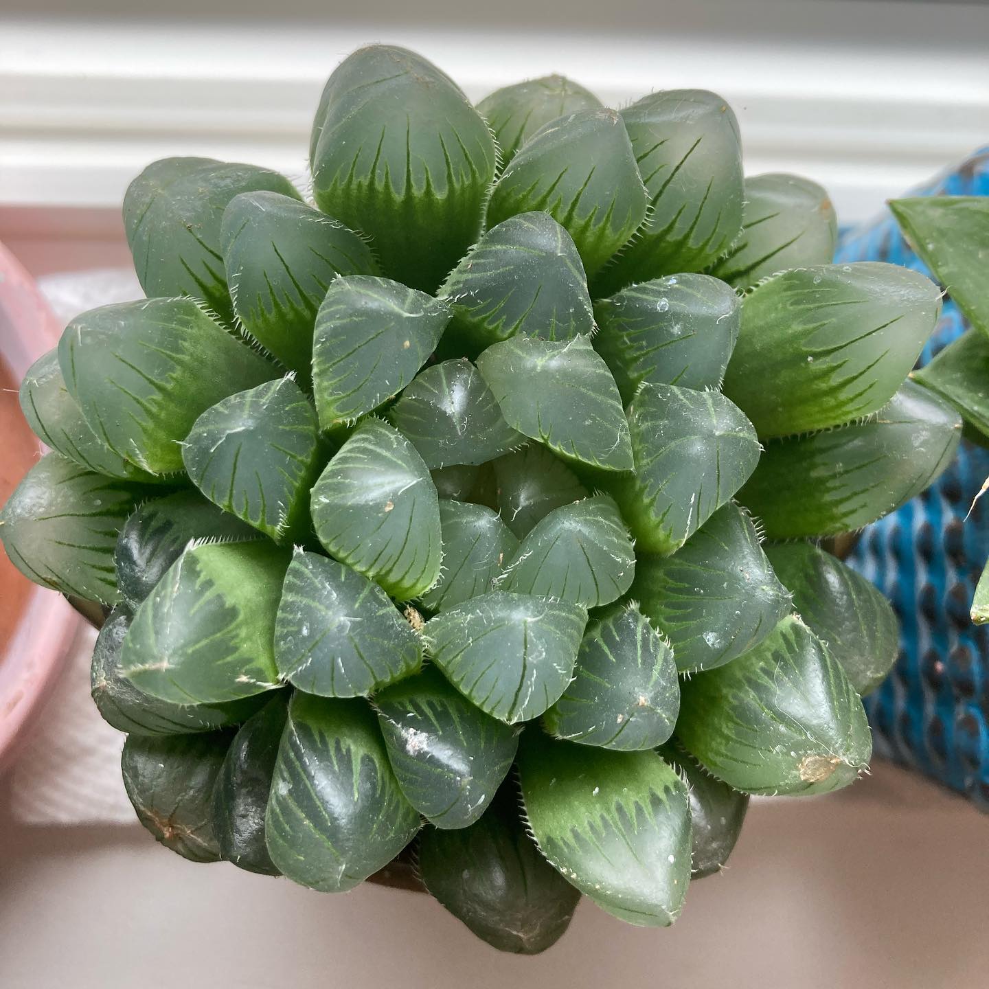 Discover The Charm Of Haworthia Cooperi: A Guide To Care And Cultivation