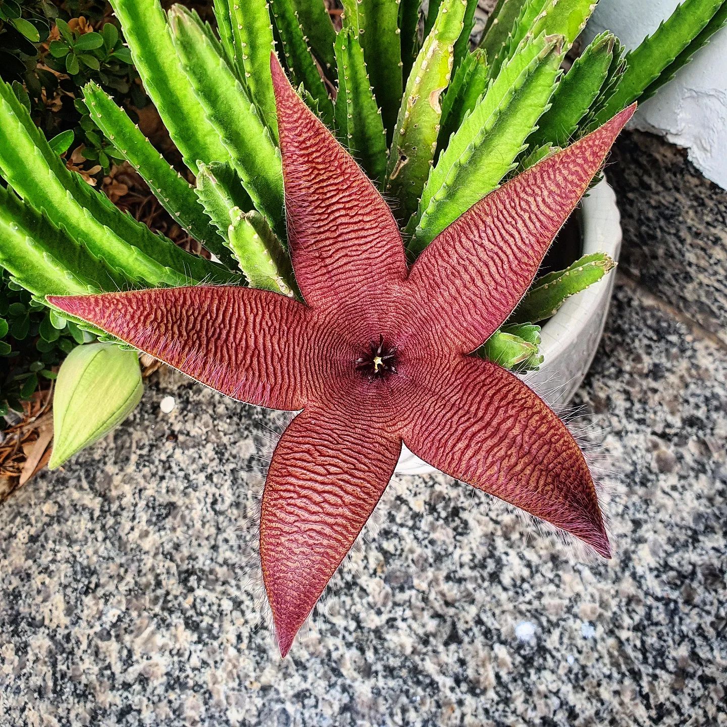 Top 5 FAQ And Answers About Stapelia