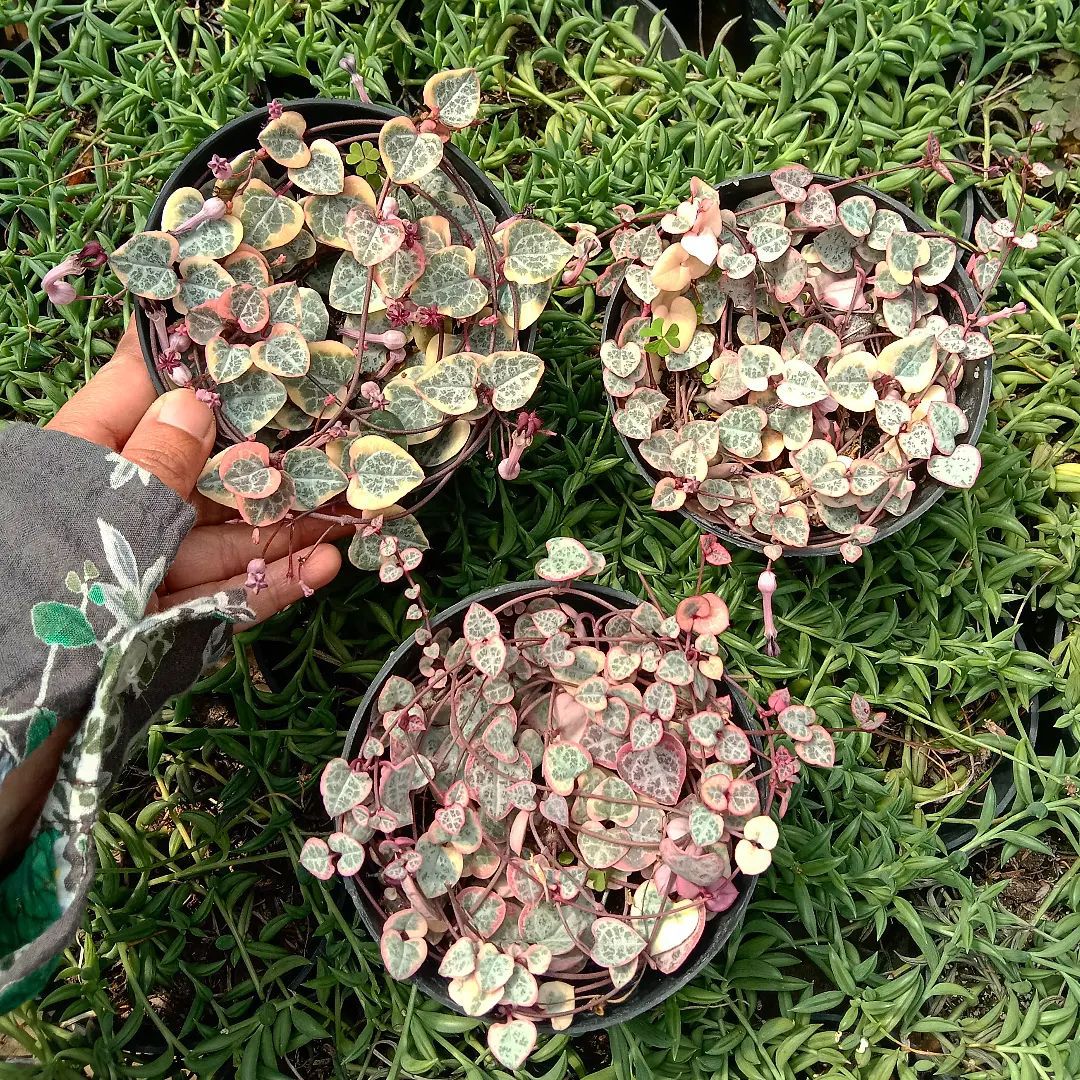 These Heart Succulents Are Perfect For Any Houseplant Lover