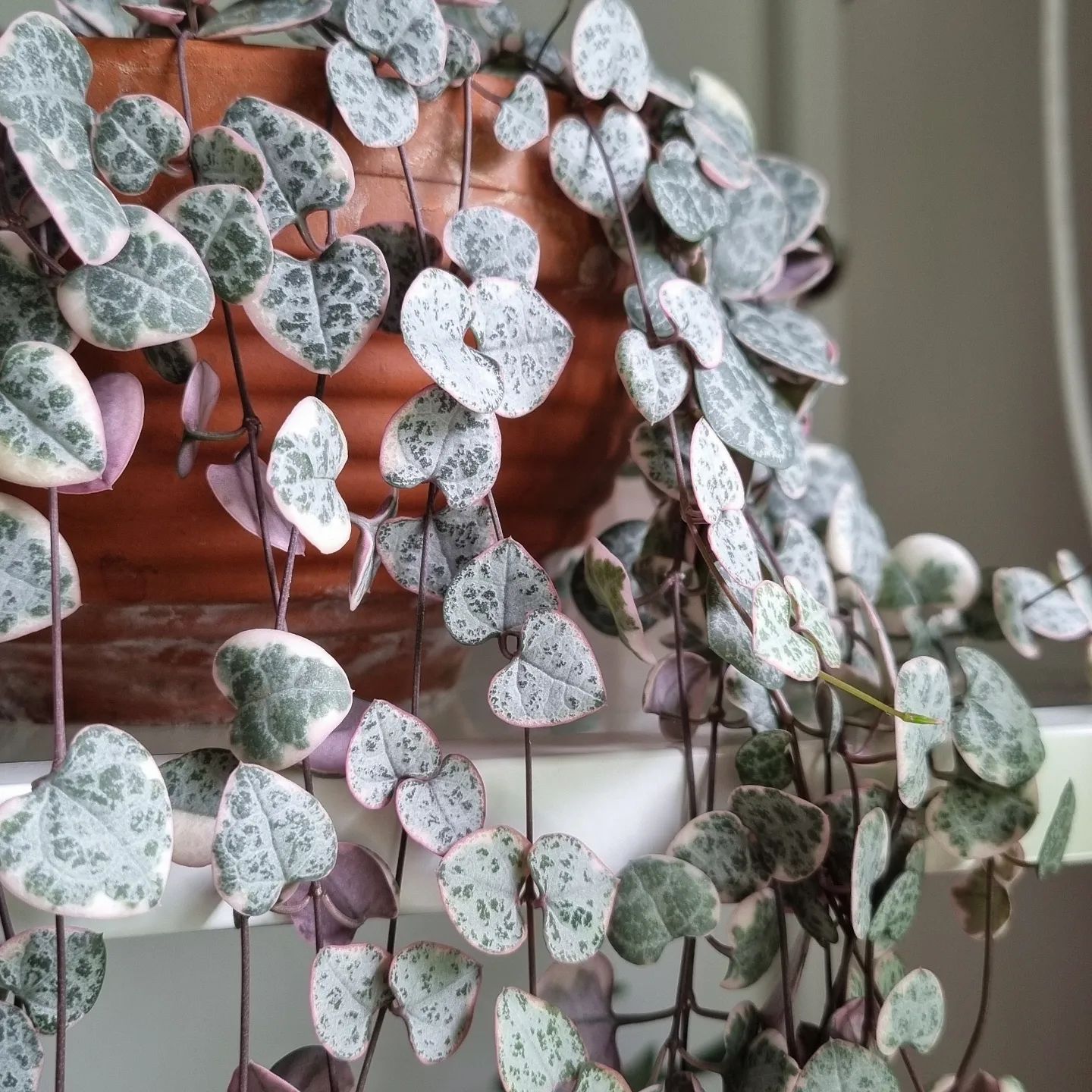 These Heart Succulents Are Perfect For Any Houseplant Lover