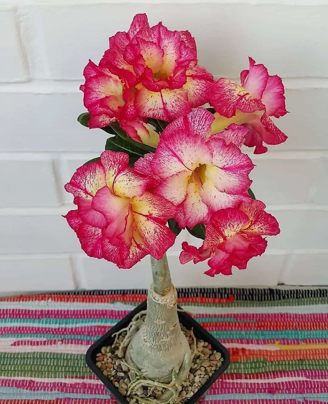 Desert Rose: A Unique And Beautiful Natural Wonder