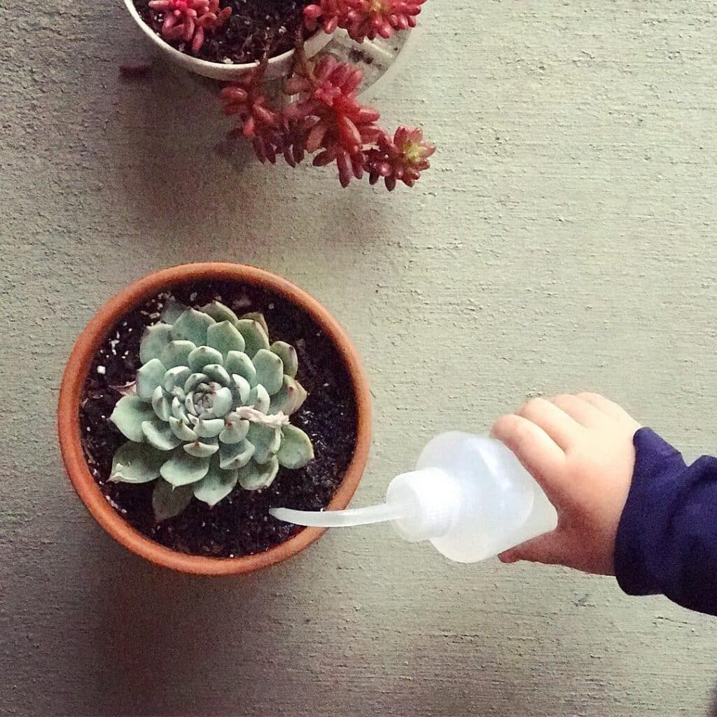 How Often Do You Need To Water Your Succulents?