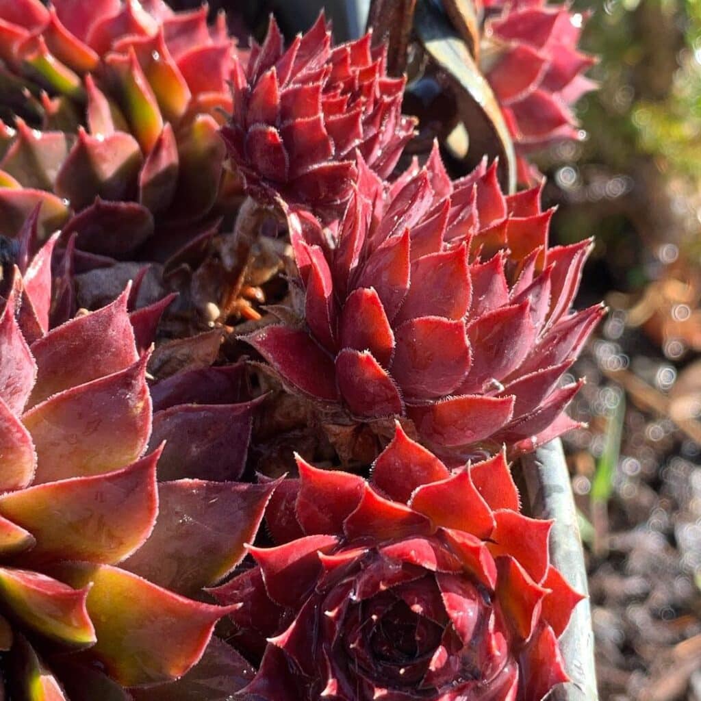 Perennial Succulents: A Guide To Enduring Beauty In Your Garden