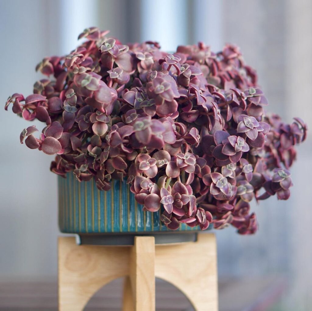 Crassula Calico Kitten: The Unique And Delightful Succulent