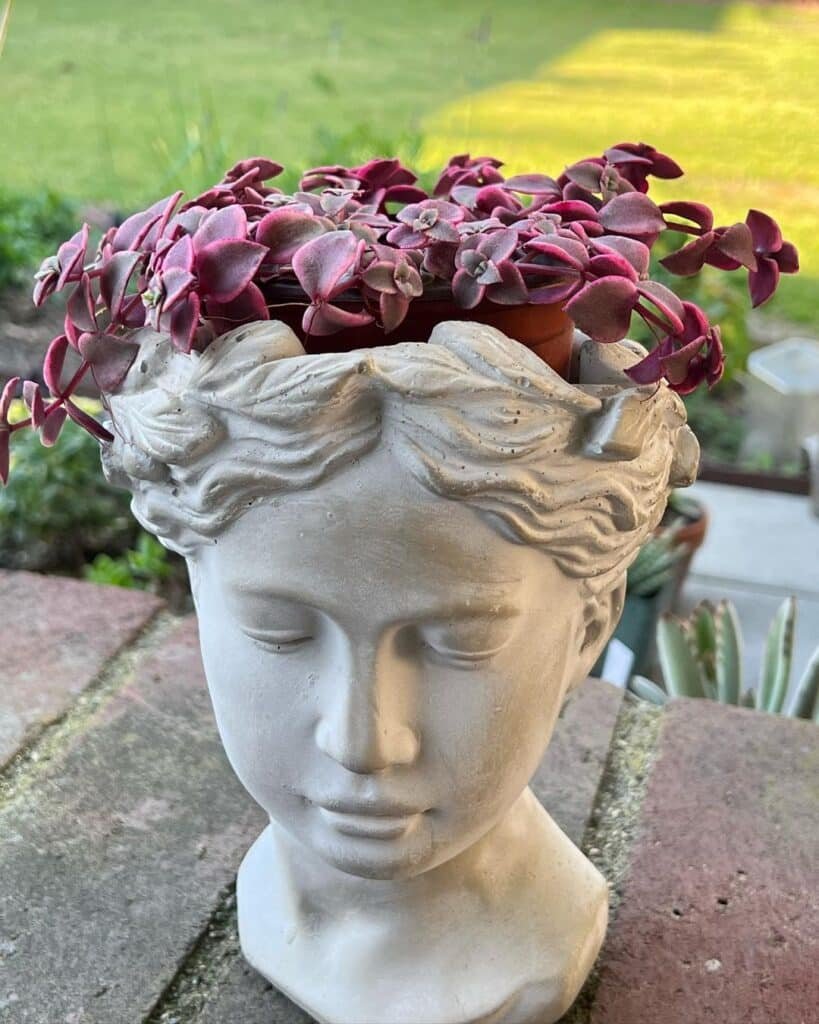 Crassula Calico Kitten: The Unique And Delightful Succulent