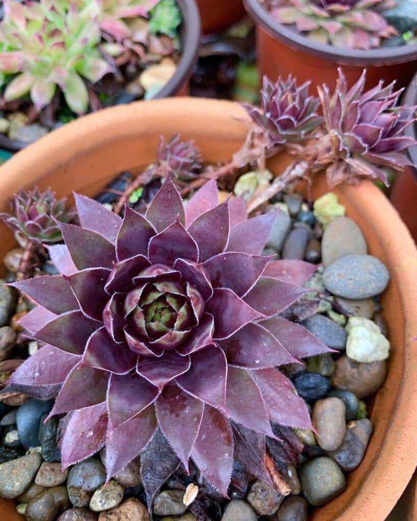 Cultivating Succulents With Purple Flowers: Tips And Tricks