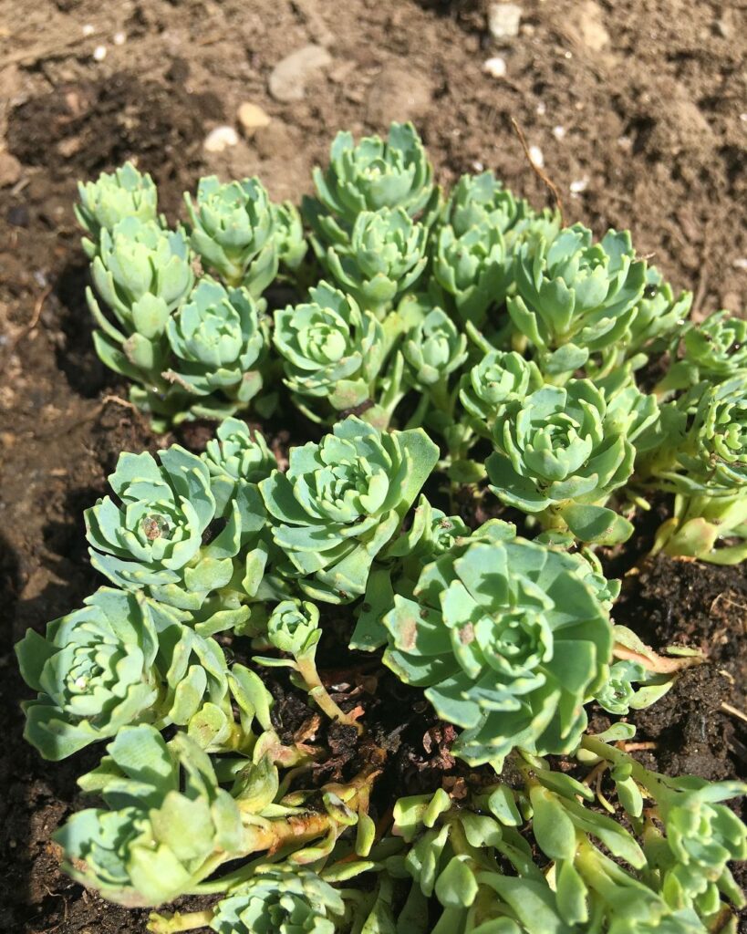 Top 10 Interesting Facts About Perennial Succulents