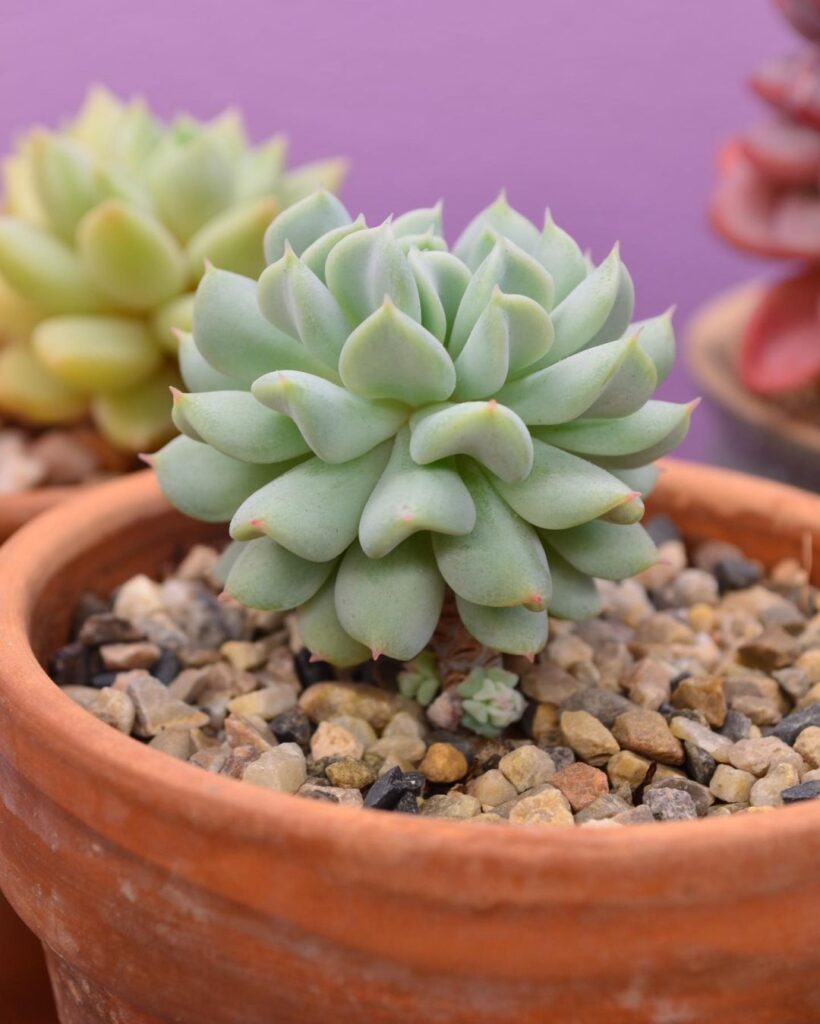 How To Care For Succulents Indoors