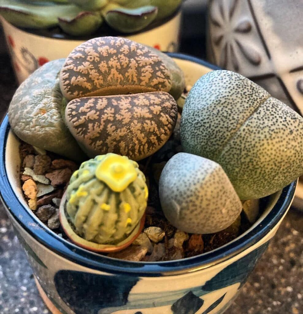 Top 10 Interesting Facts About Succulents That Look Like Rocks