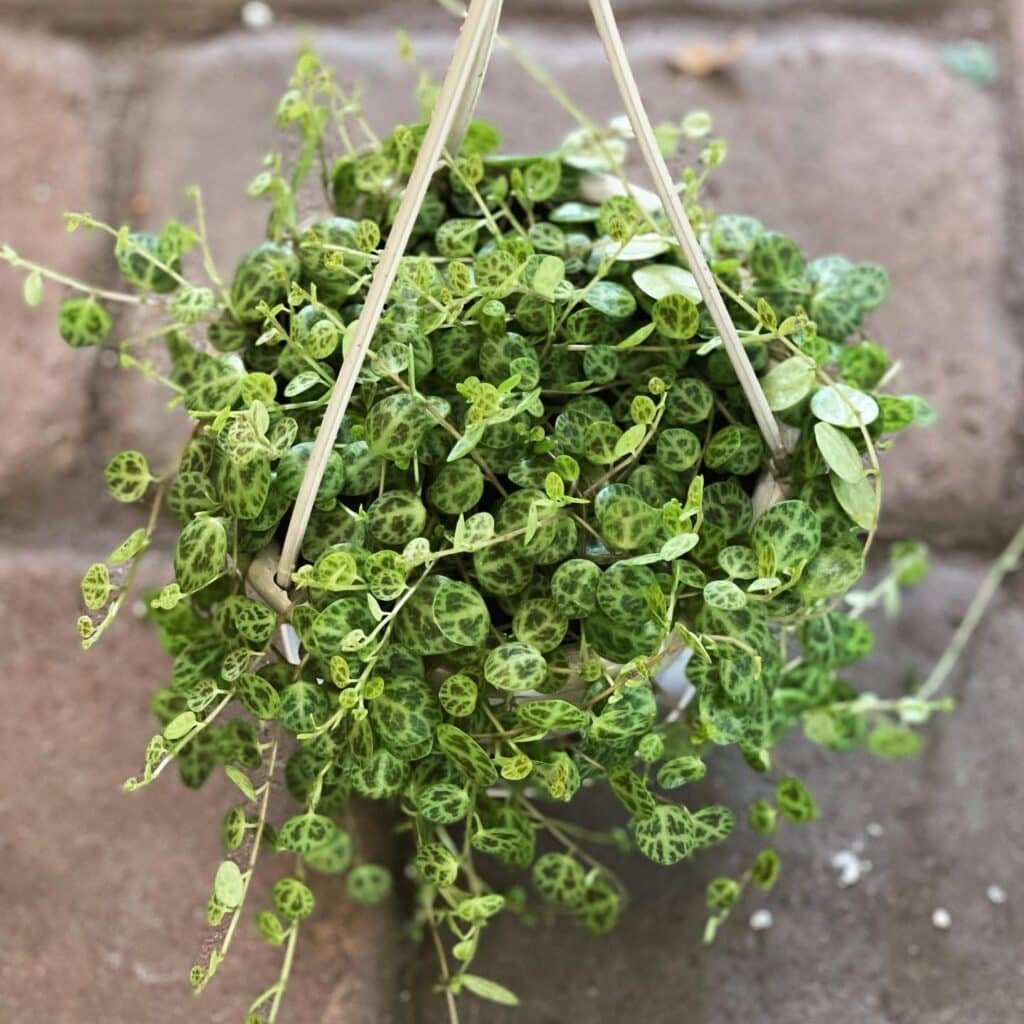 Unraveling The Fascinating Tale Of The String Of Turtles