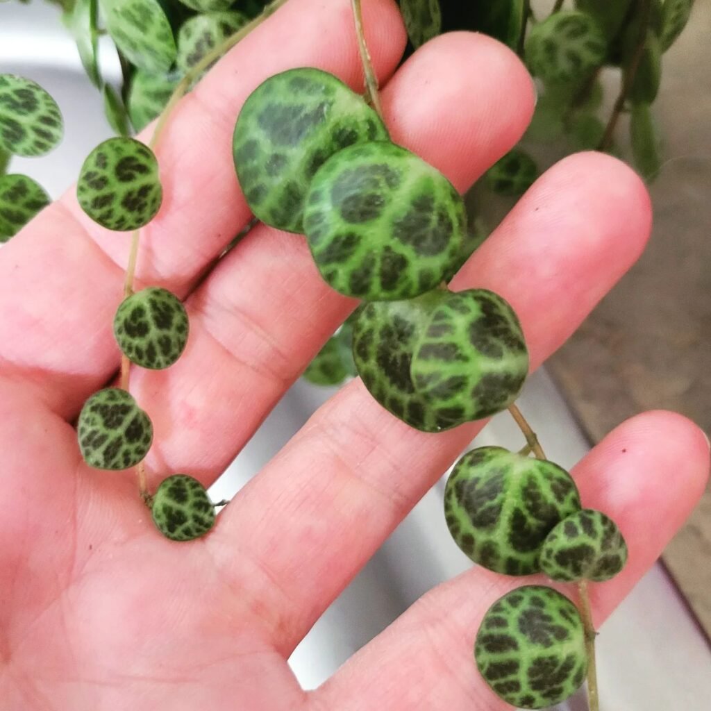 Unraveling The Fascinating Tale Of The String Of Turtles