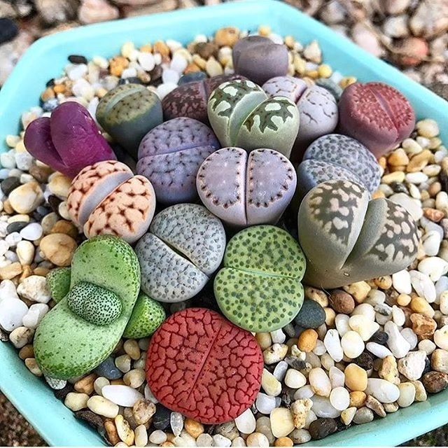 Succulents That Look Like Rocks: A Diverse Collection